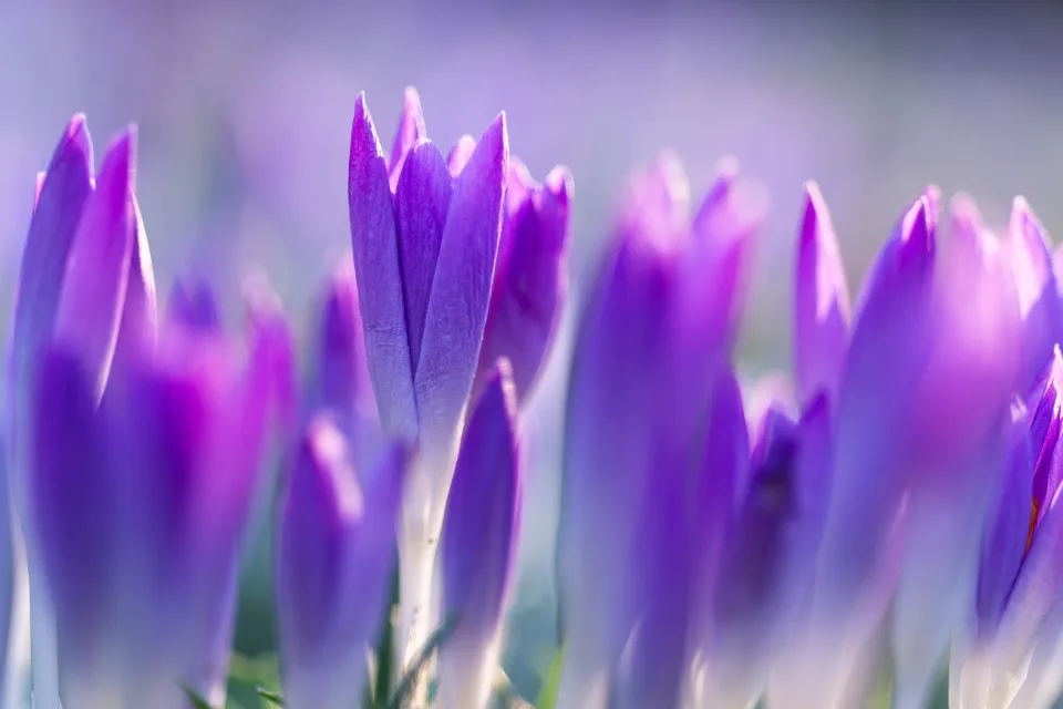 Violette frühlingshafte Krokusse auf Blumenbeet