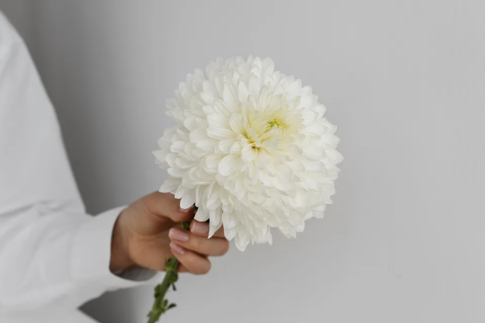 Weiße Blume Chrysanthemen in Hand