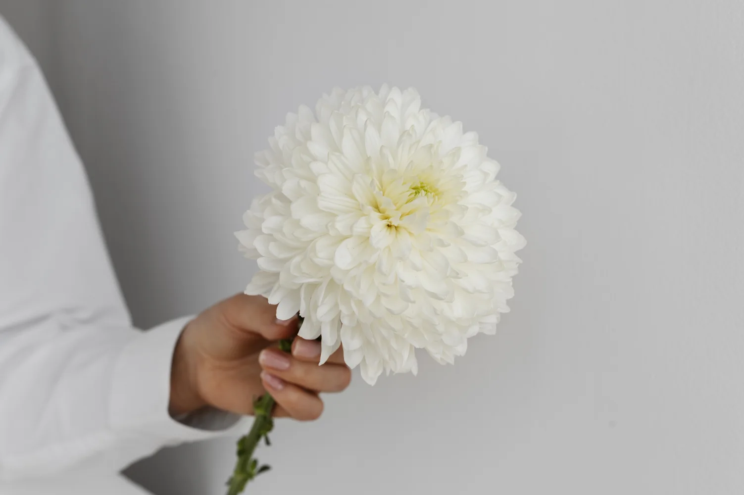 Weiße Blume Chrysanthemen in Hand