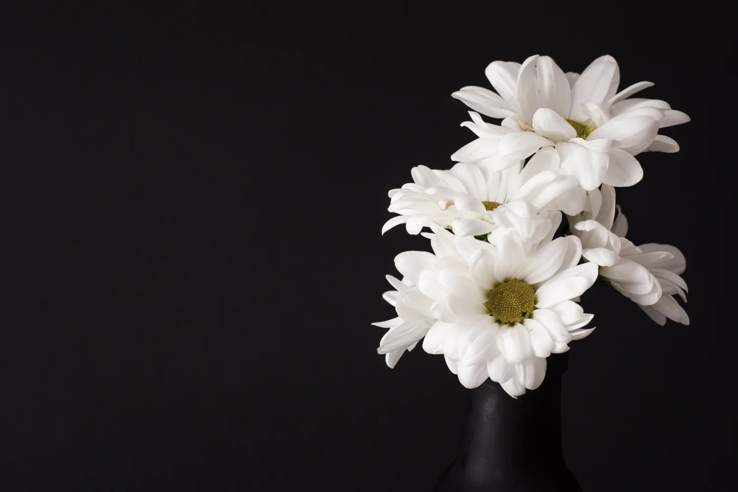 Weiße Blume Chrysanthemen vor schwarzem Hintergrund