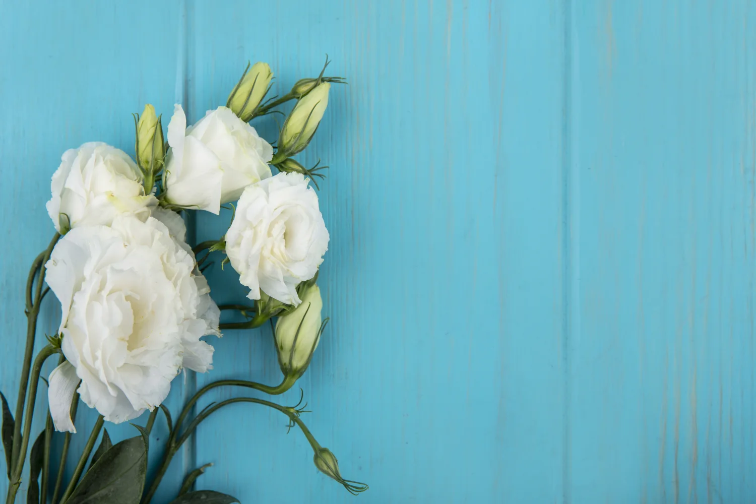Weiße Blume Lisianthus mit Knospen vor hellblauem Hintergrund