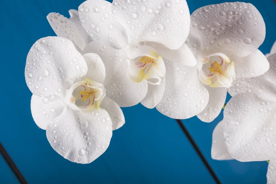 Weiße Blume Orchideen vor hellblauem Hintergrund