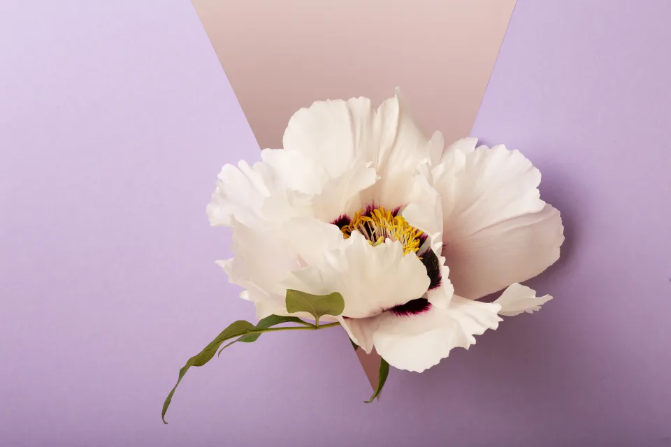 Weiße Blume vor violettem Hintergrund