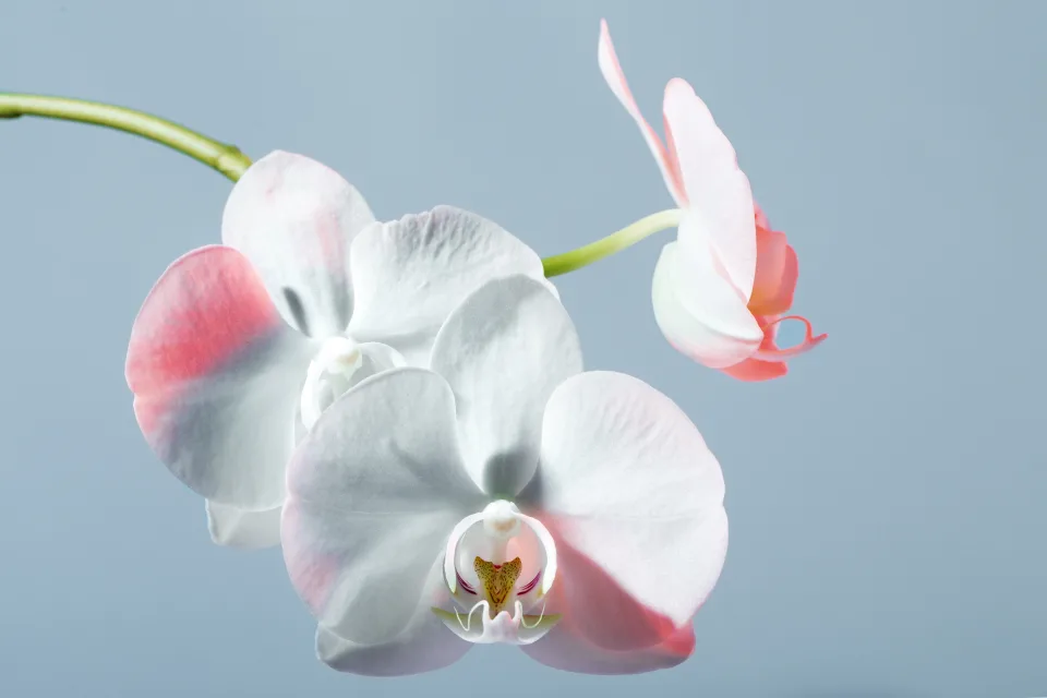 Weiße Orchideen vor hellblauem Hintergrund