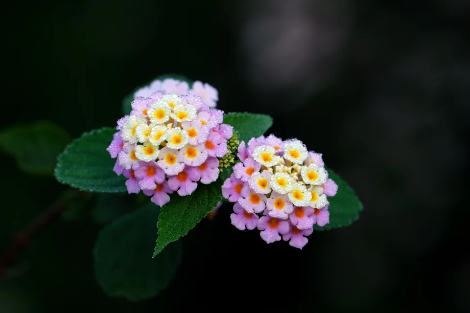 Zarte fliederfarbene Blume