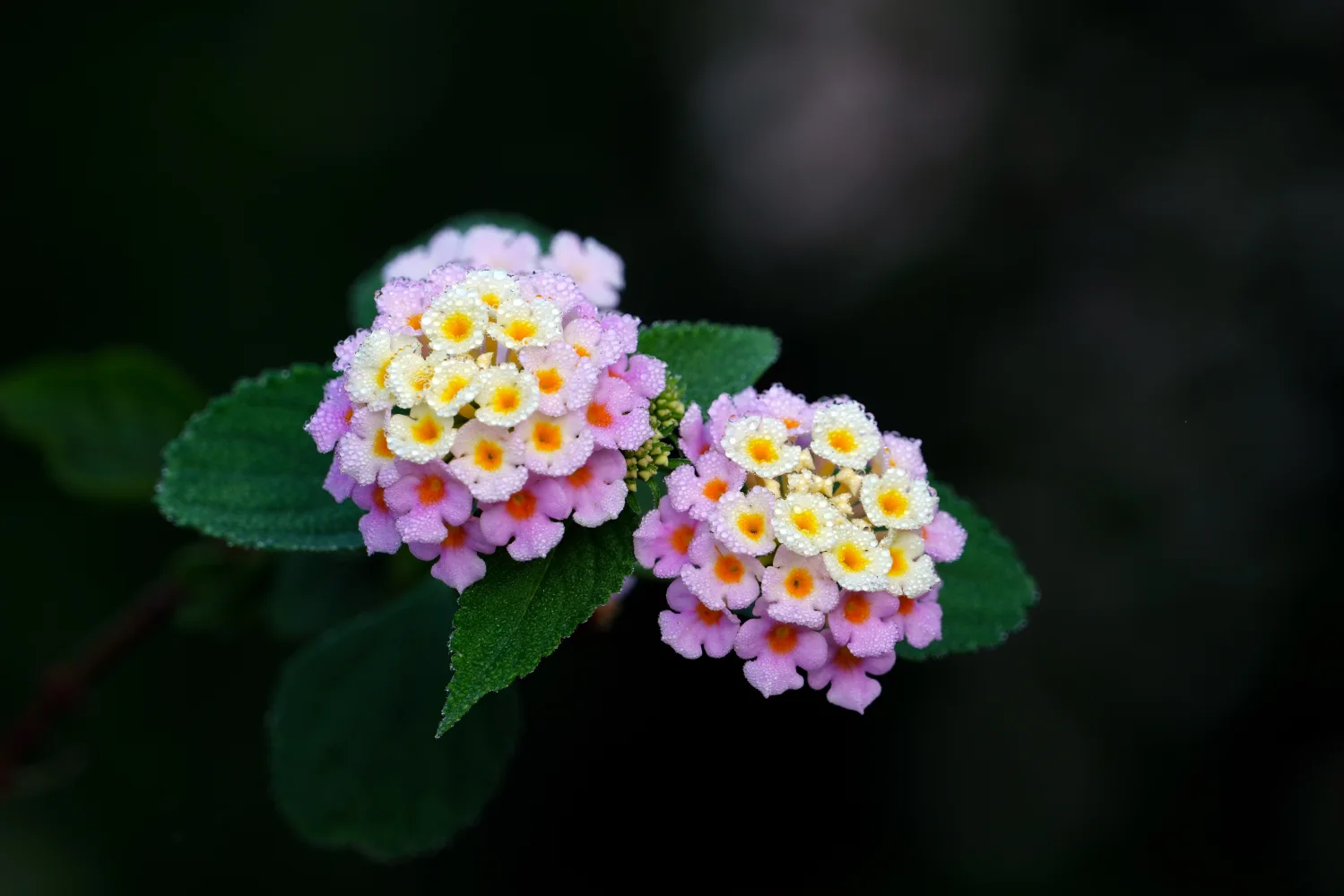 Zarte fliederfarbene Blume