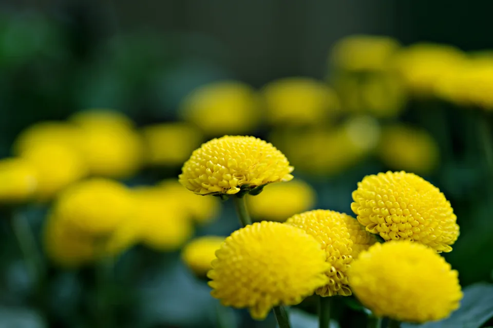 Zarte gelbe Chrysanthemen in Nahaufnahme