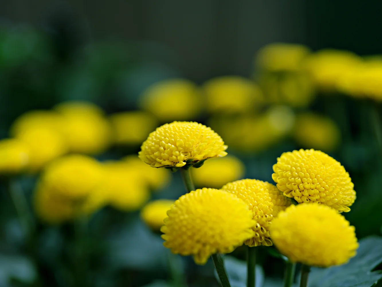 Zarte gelbe Chrysanthemen in Nahaufnahme
