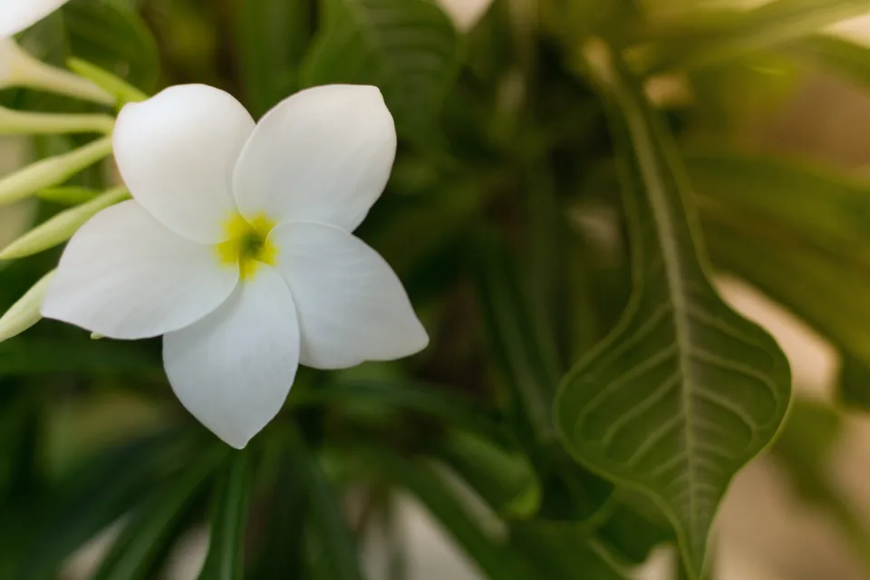 Zarte weiße Blume in Nahaufnahme