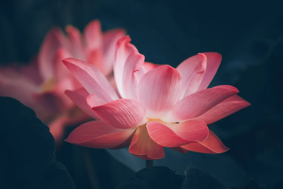 Zwei zarten Blume rosa Lotus