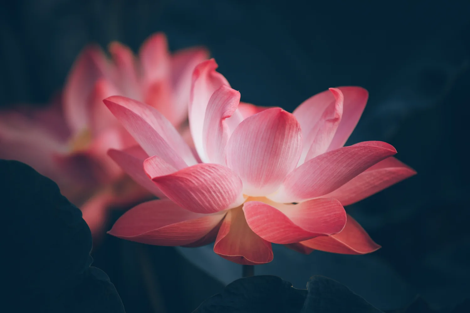 Zwei zarten Blume rosa Lotus