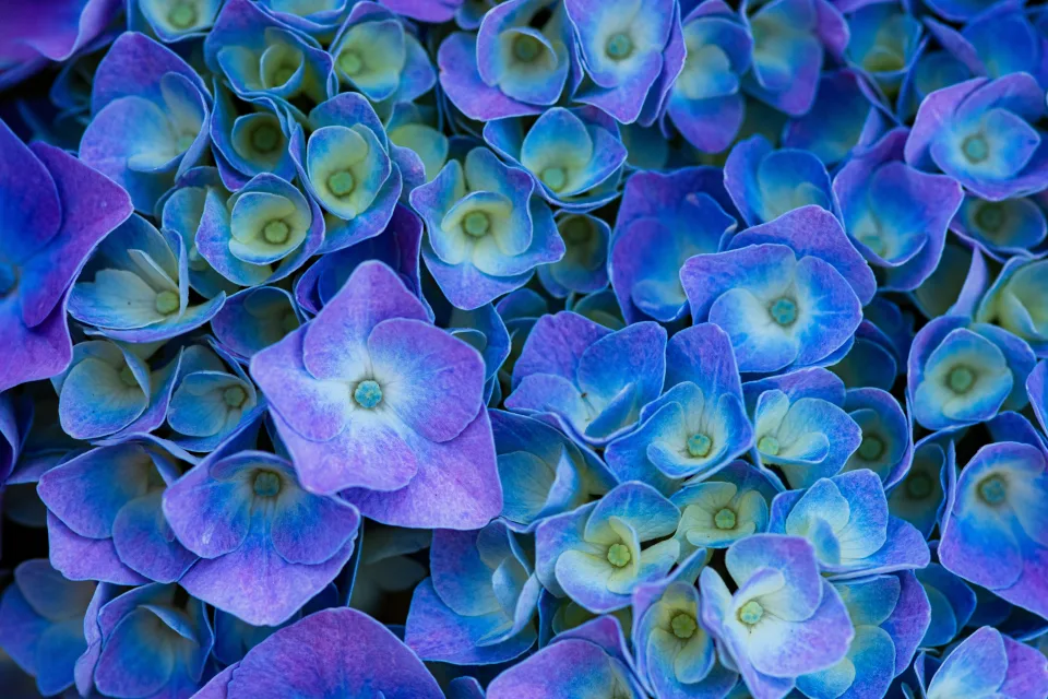 Blaue Blume in Nahaufnahme
