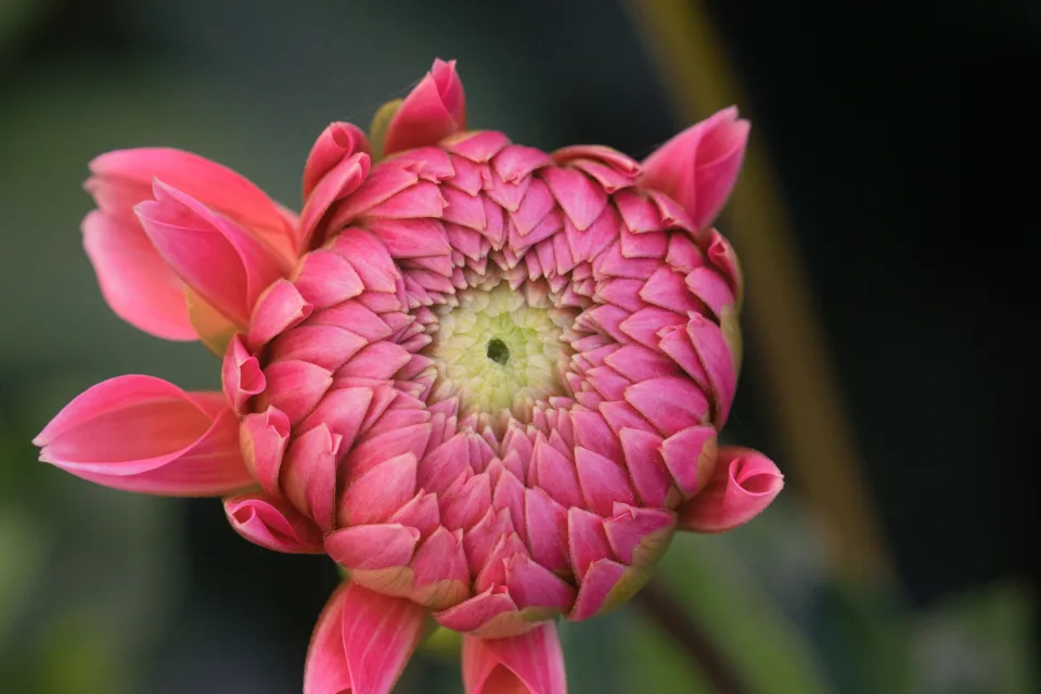 Rosa Blume Dahlie