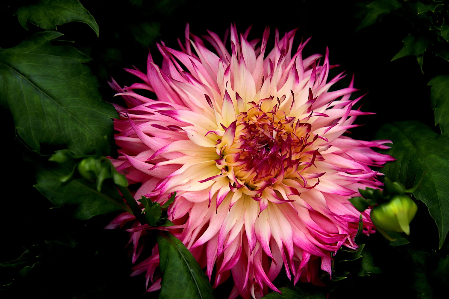 Rosa Dahlie auf Blumenbeet