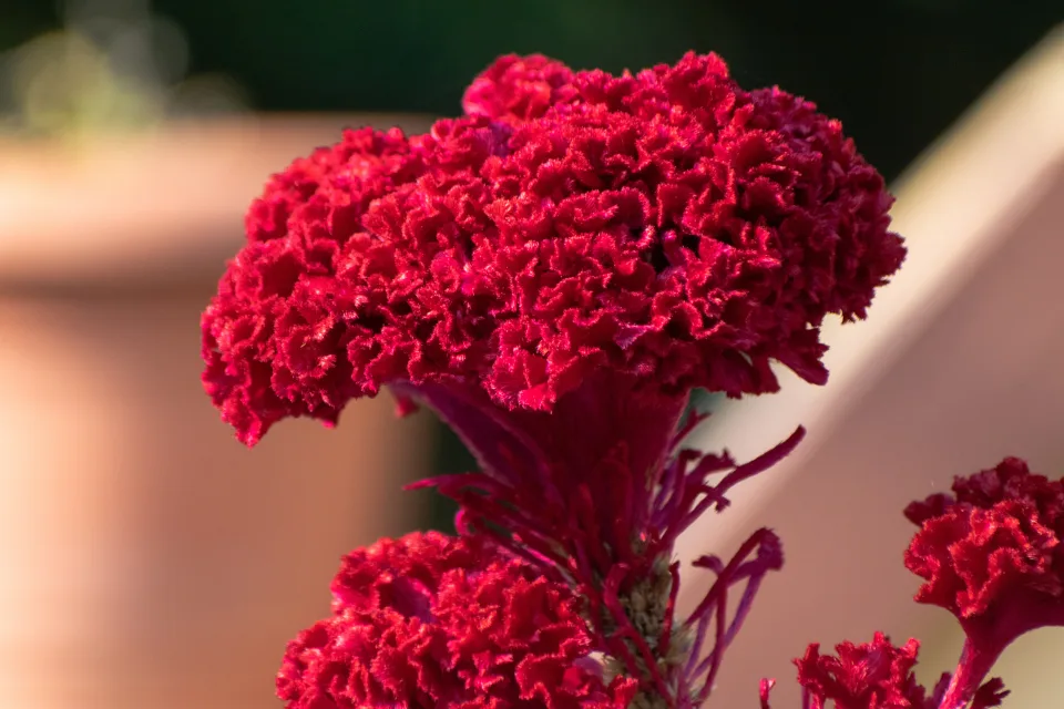 Rote Blume in Nahaufnahme