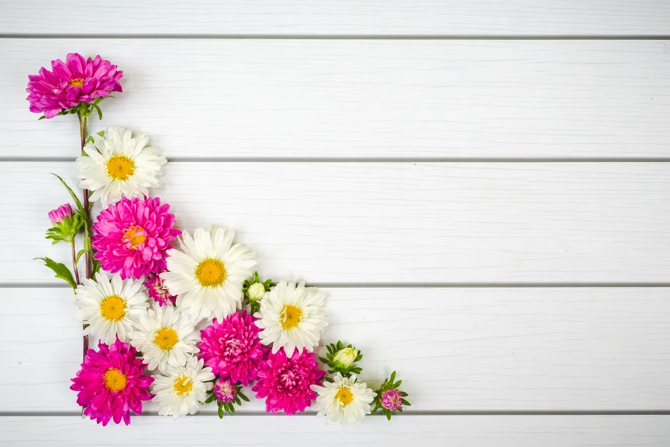 Weißen und rosa Blume vor weißem Hintergrund