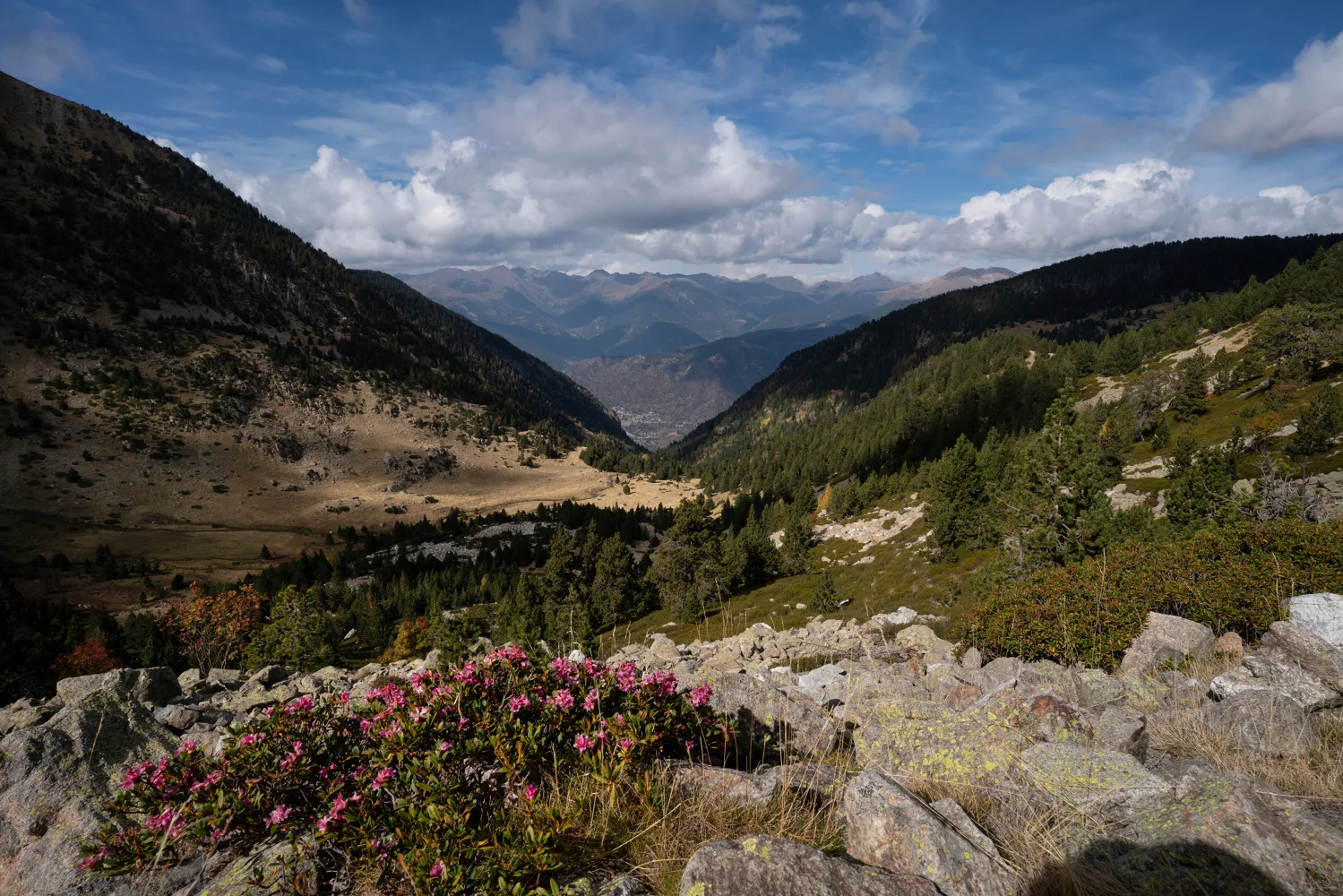 Bedeckte grünen Baum Berge unter einem schönen Himmel