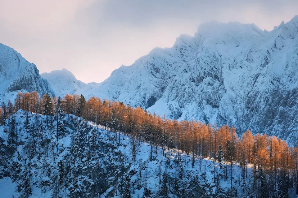 Bedeckte kaltem weißem Schnee Berge mit Wald