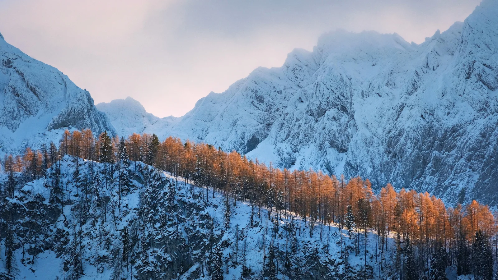 Bedeckte kaltem weißem Schnee Berge mit Wald