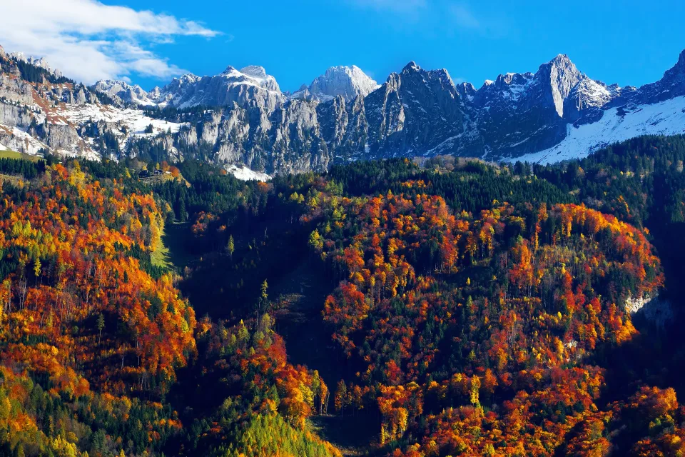 Herbst trees Snow Berge