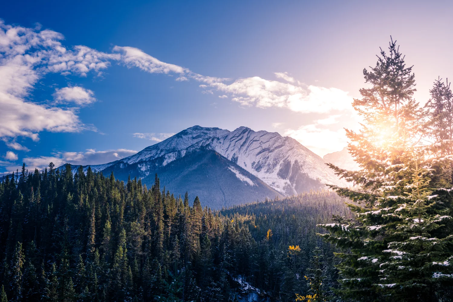 Snow Berge Pine trees