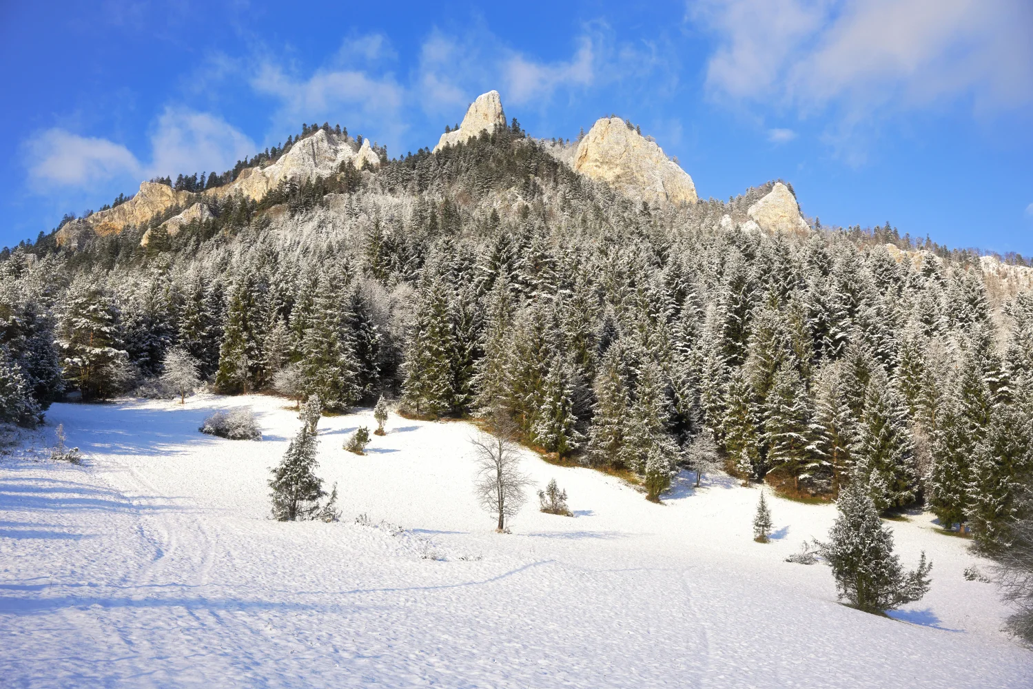 Verschneite Berge mit grünen Fichten im Sonnenlicht