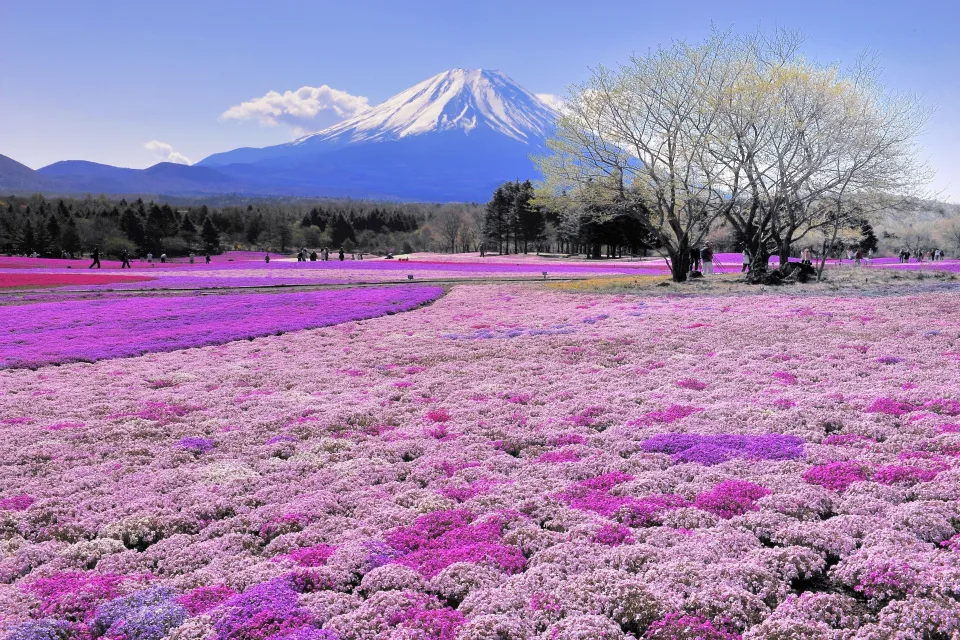 Schöne Wiese Blume vor dem Hintergrund Vulkan Fuji, Japan