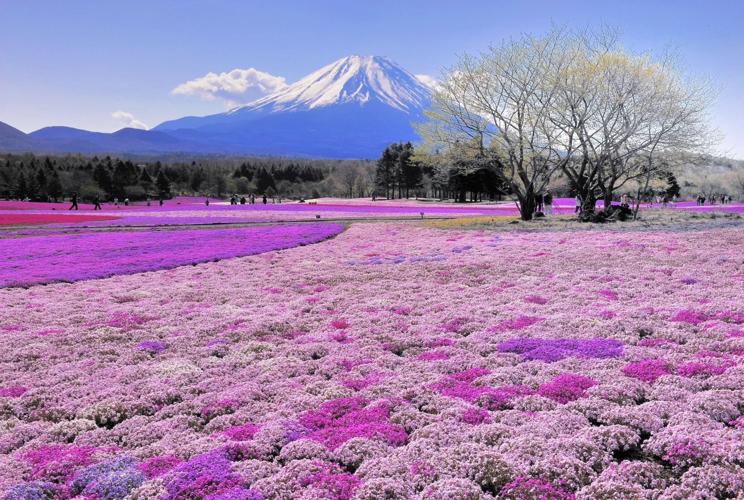 Schöne Wiese Blume vor dem Hintergrund Vulkan Fuji, Japan