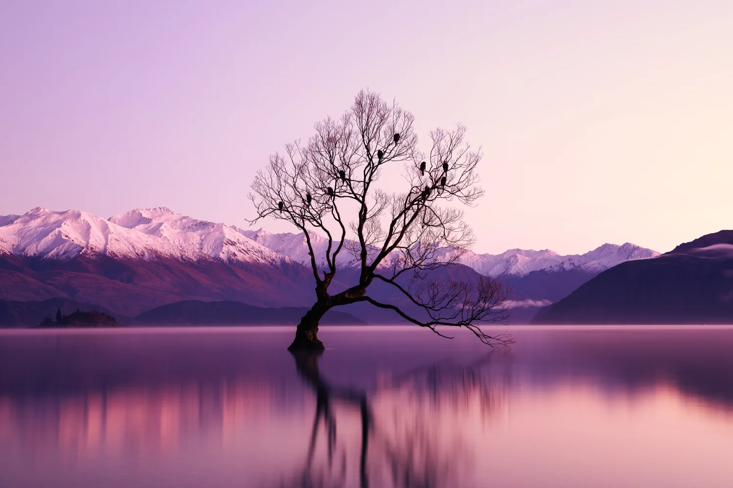 Withered Baum Glacier Berge