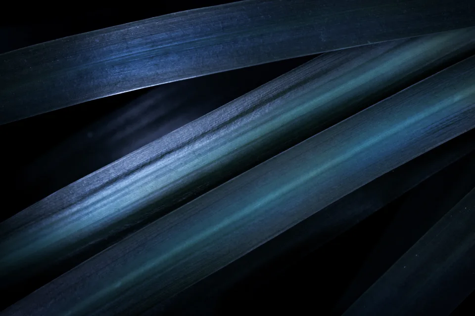Blau ästhetisch Blätter