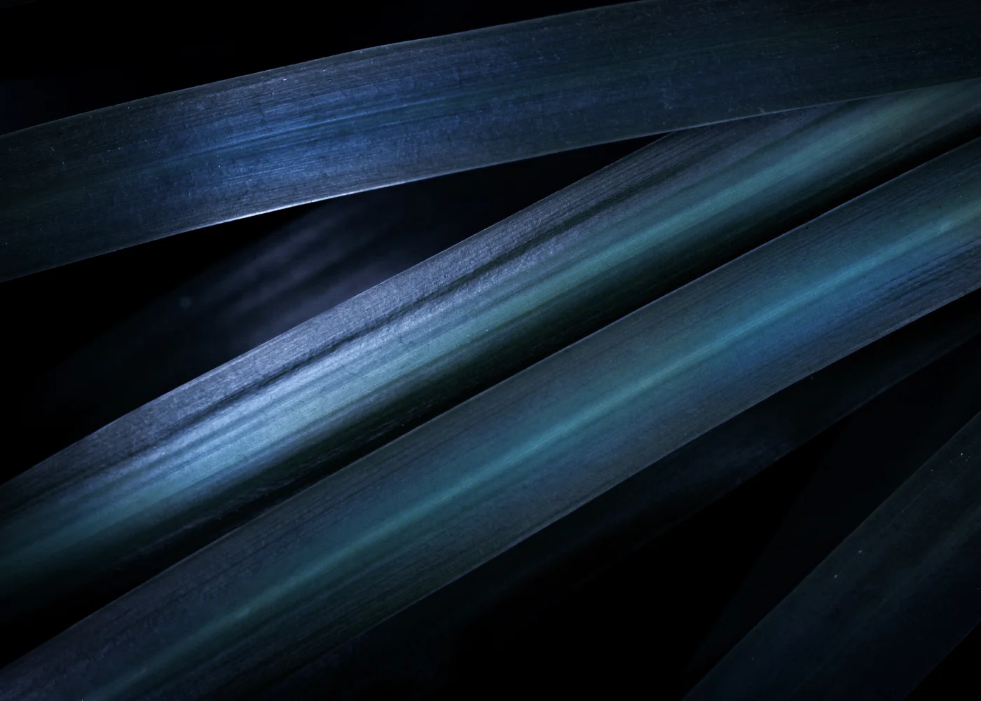 Blau ästhetisch Blätter